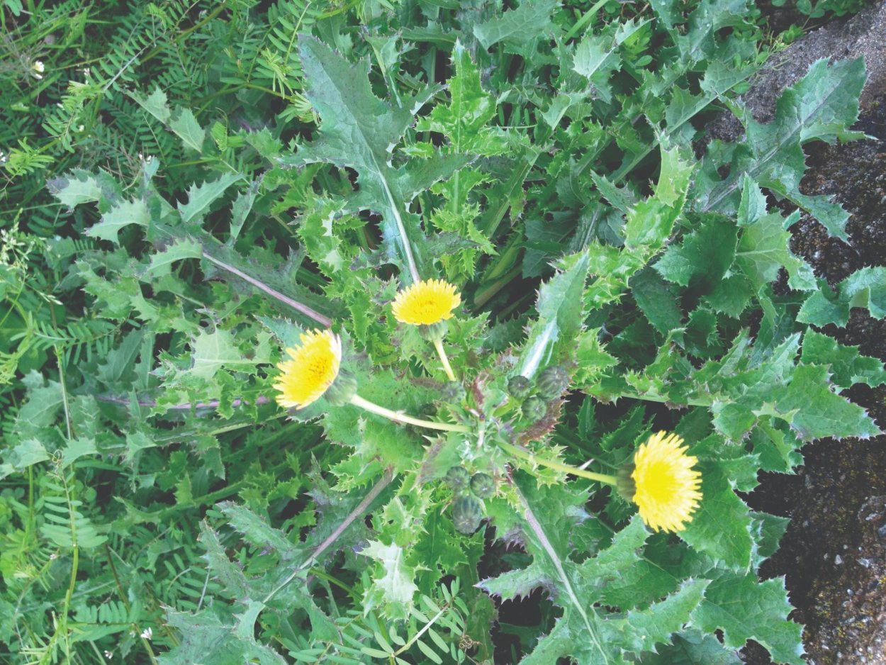 Латук Компасный (Lactuca serriola)