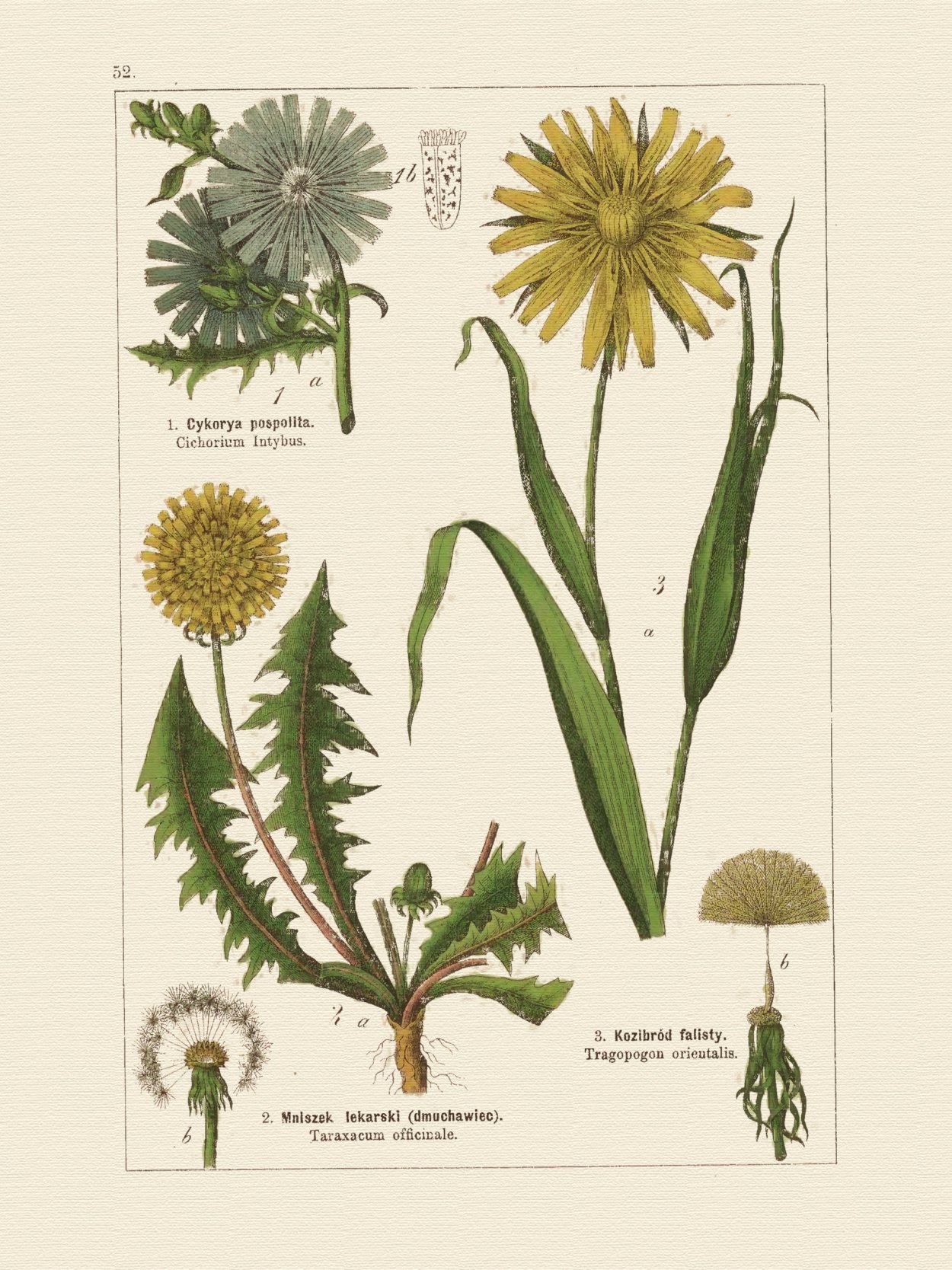 Осот огородный