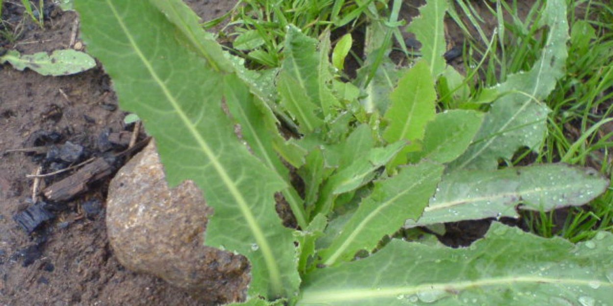 Milkweed с пушистым семенами