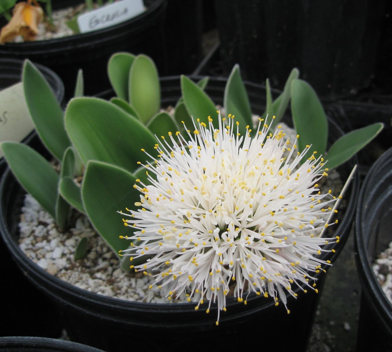 Комнатные цветы ушки