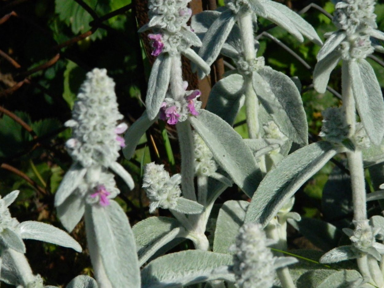 Чистец Медвежье ушко