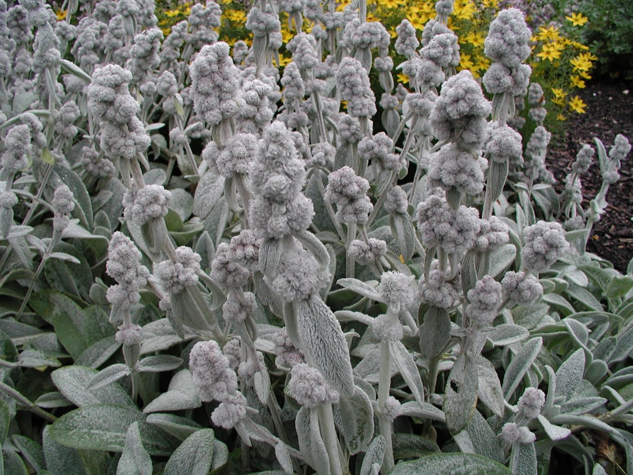 Чистец шерстистый Византийский