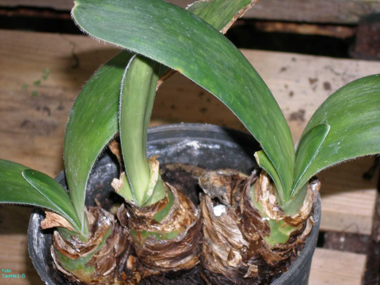 Гемантус луковица