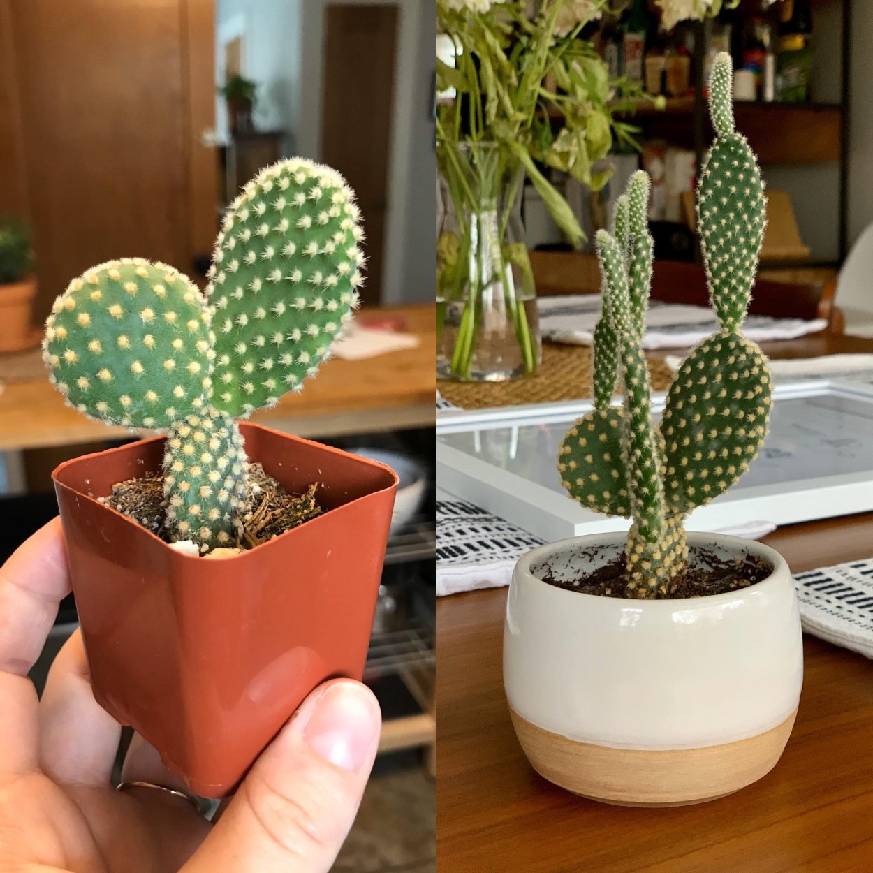 Чистец шерстистый Медвежьи ушки