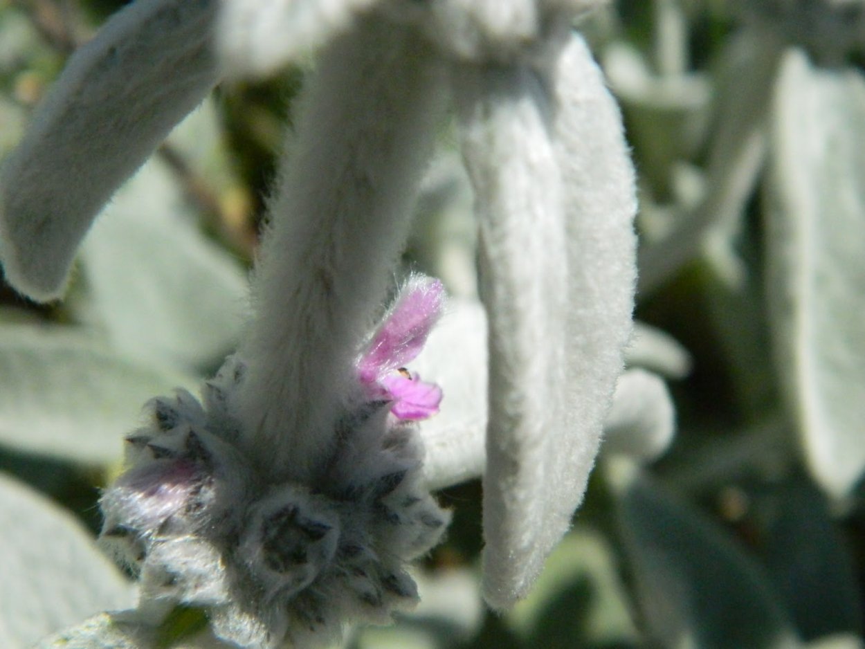 Заячьи уши цветение