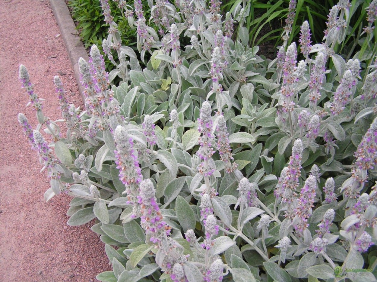 Монилария суккулент