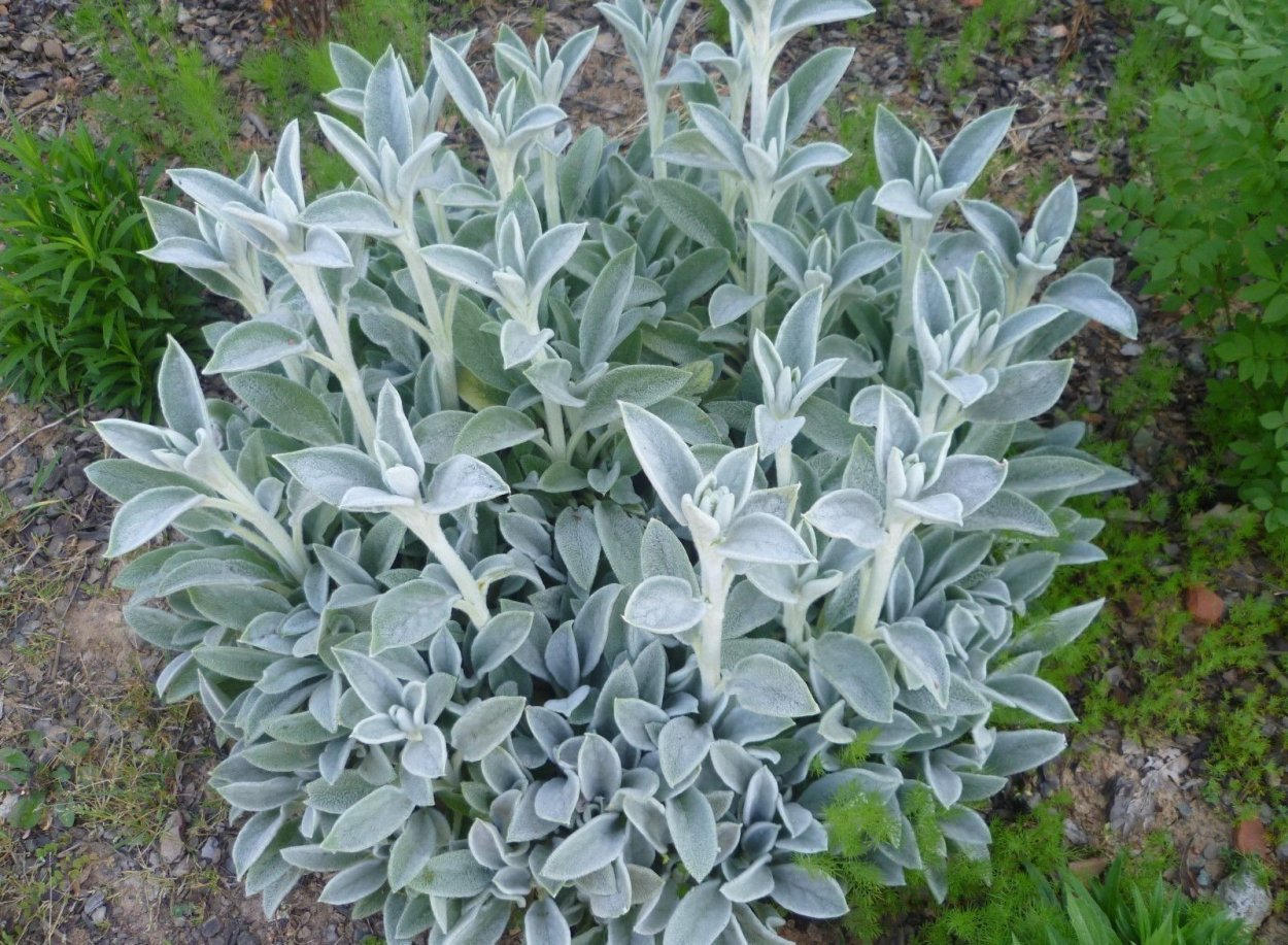 Стахис (чистец) шерстистый