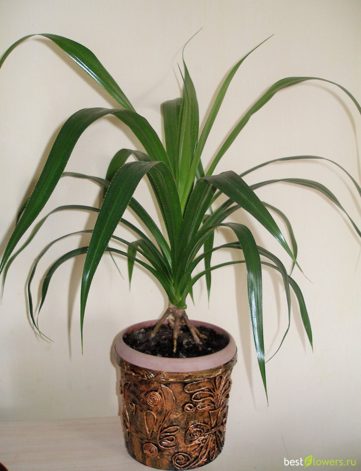 Панданус Вейча