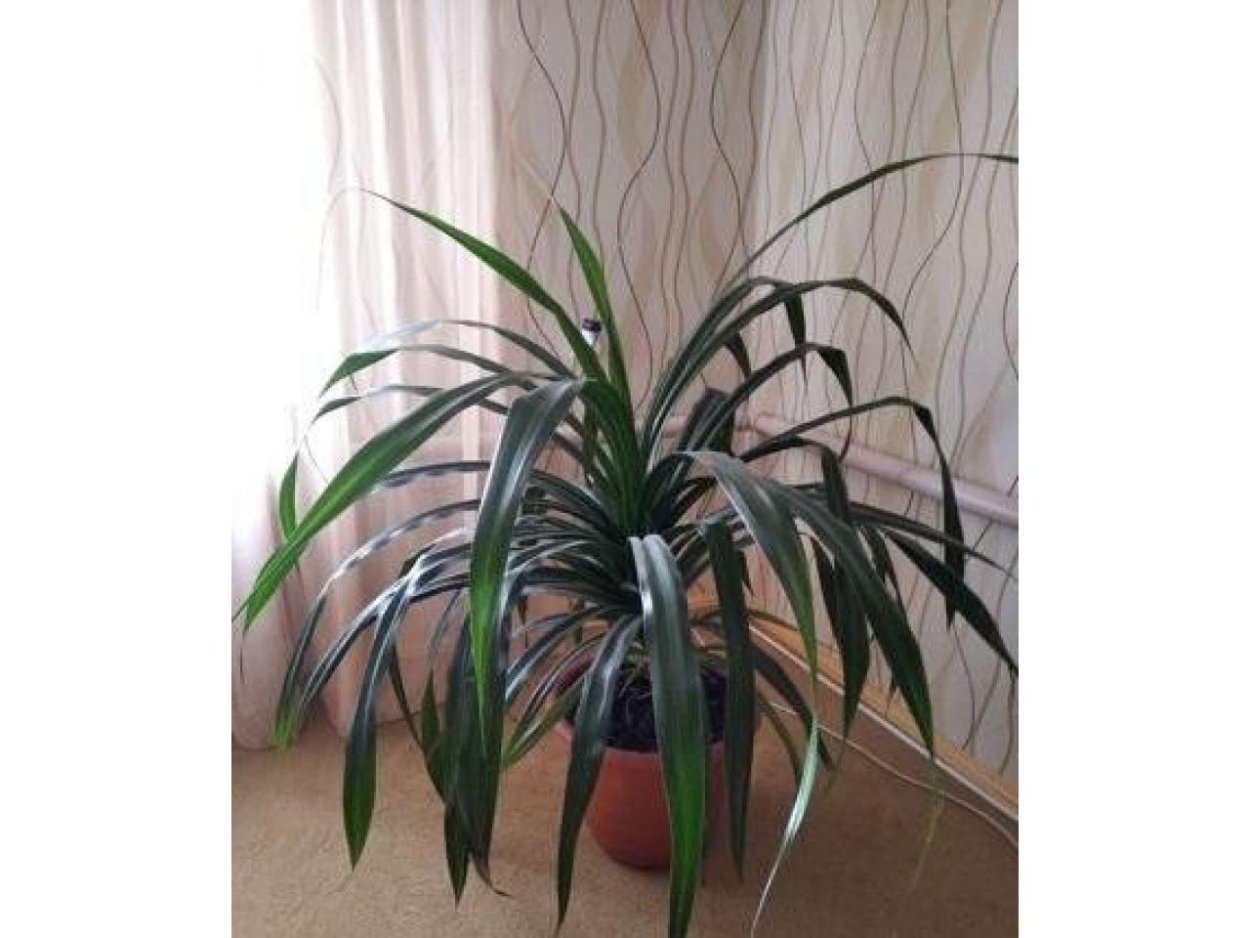 Цветок Пальма панданус