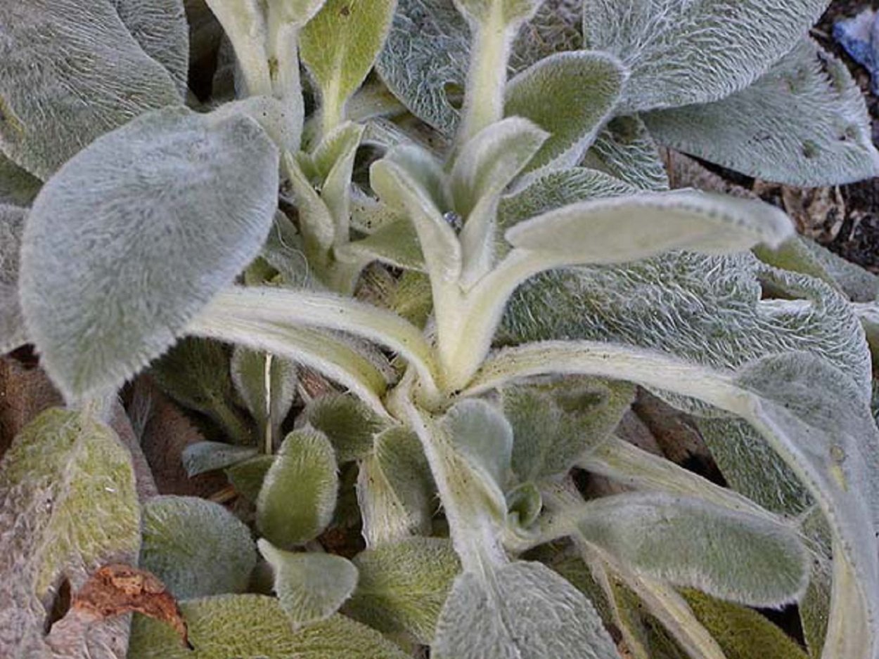 Stachys byzantina