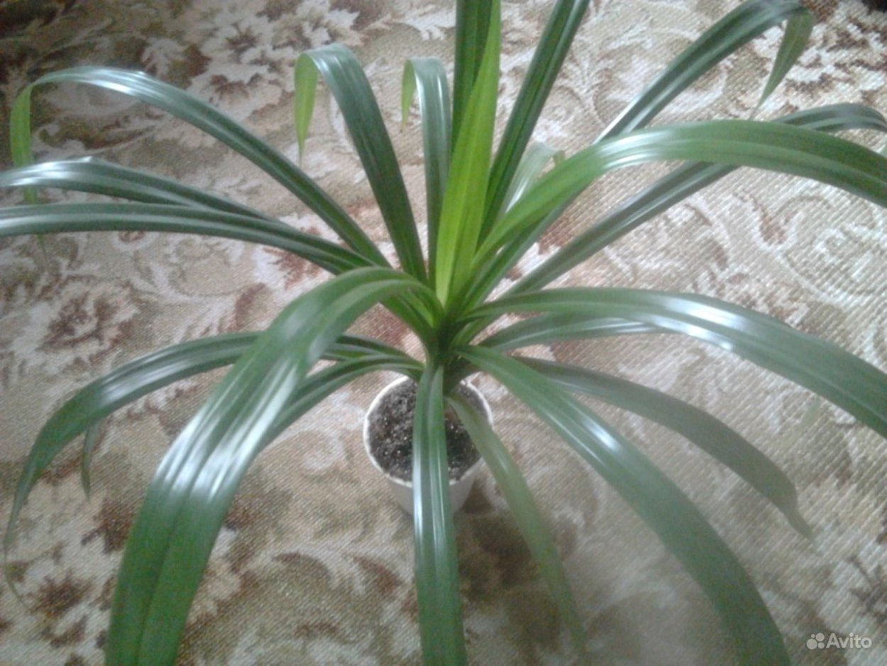 Панданус Сандера