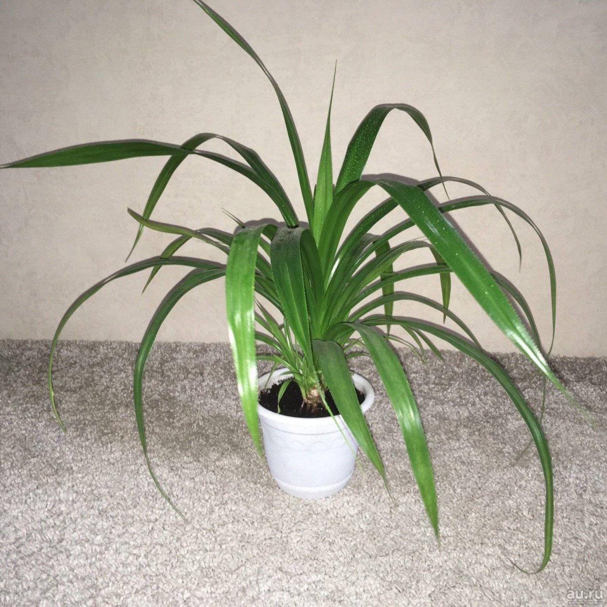 Юкка, Драцена Кордилина