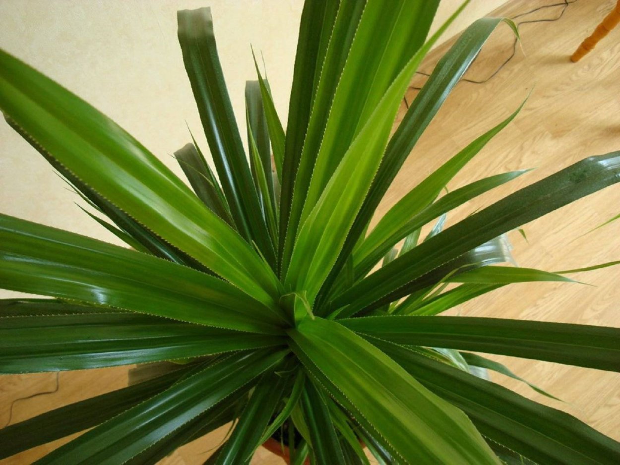 Ложная Пальма панданус