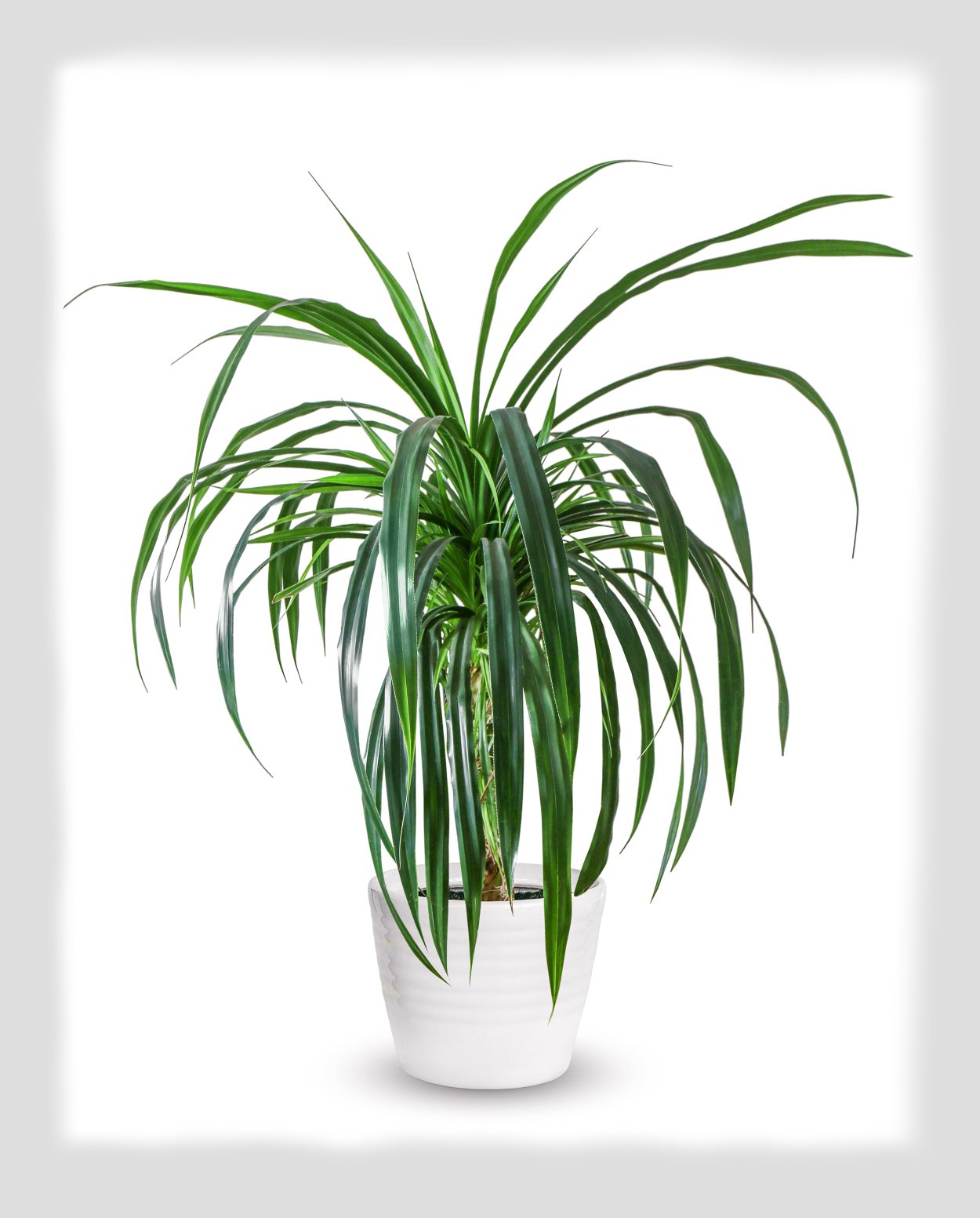 Ложная Пальма панданус