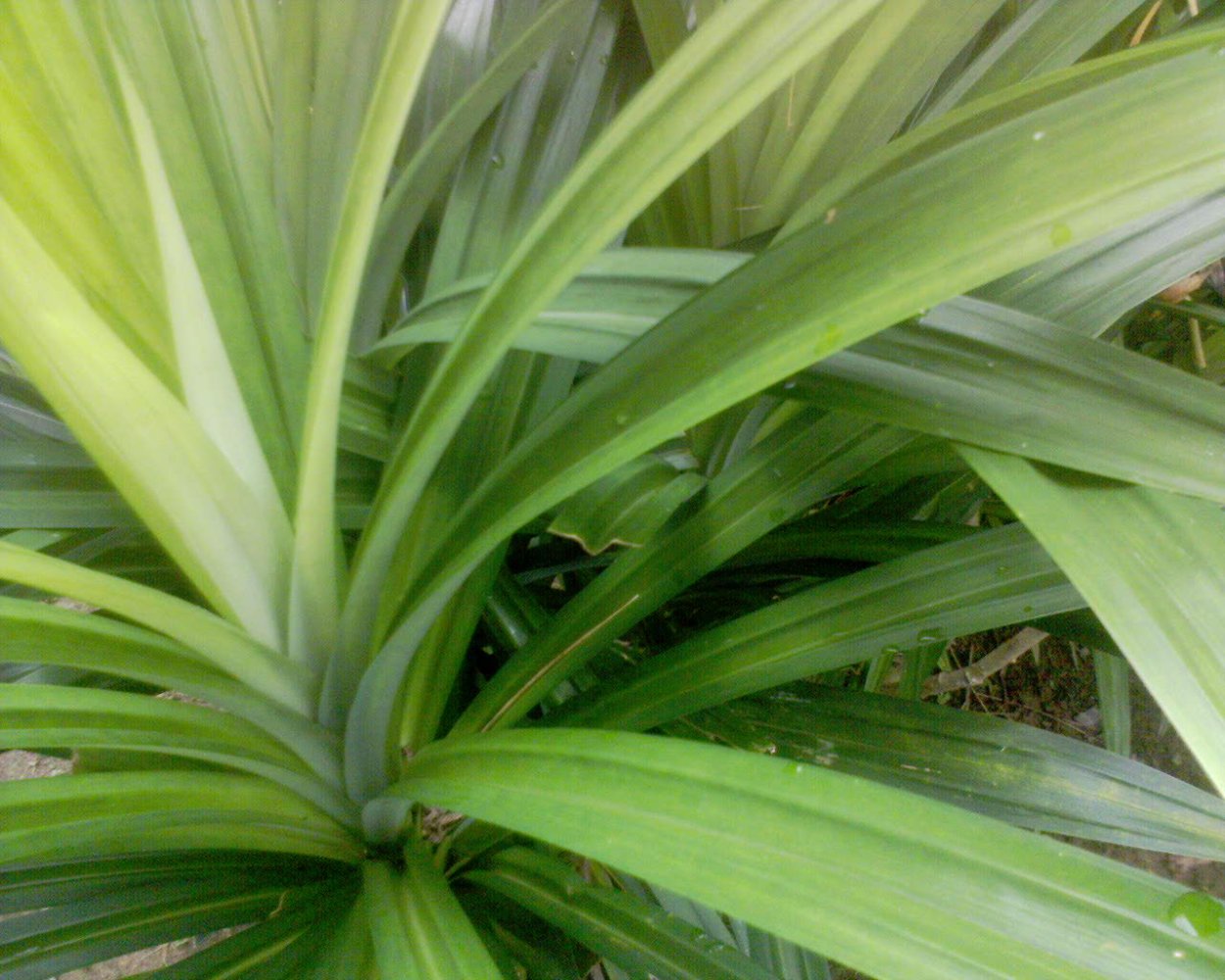 Панданус винтовая Пальма