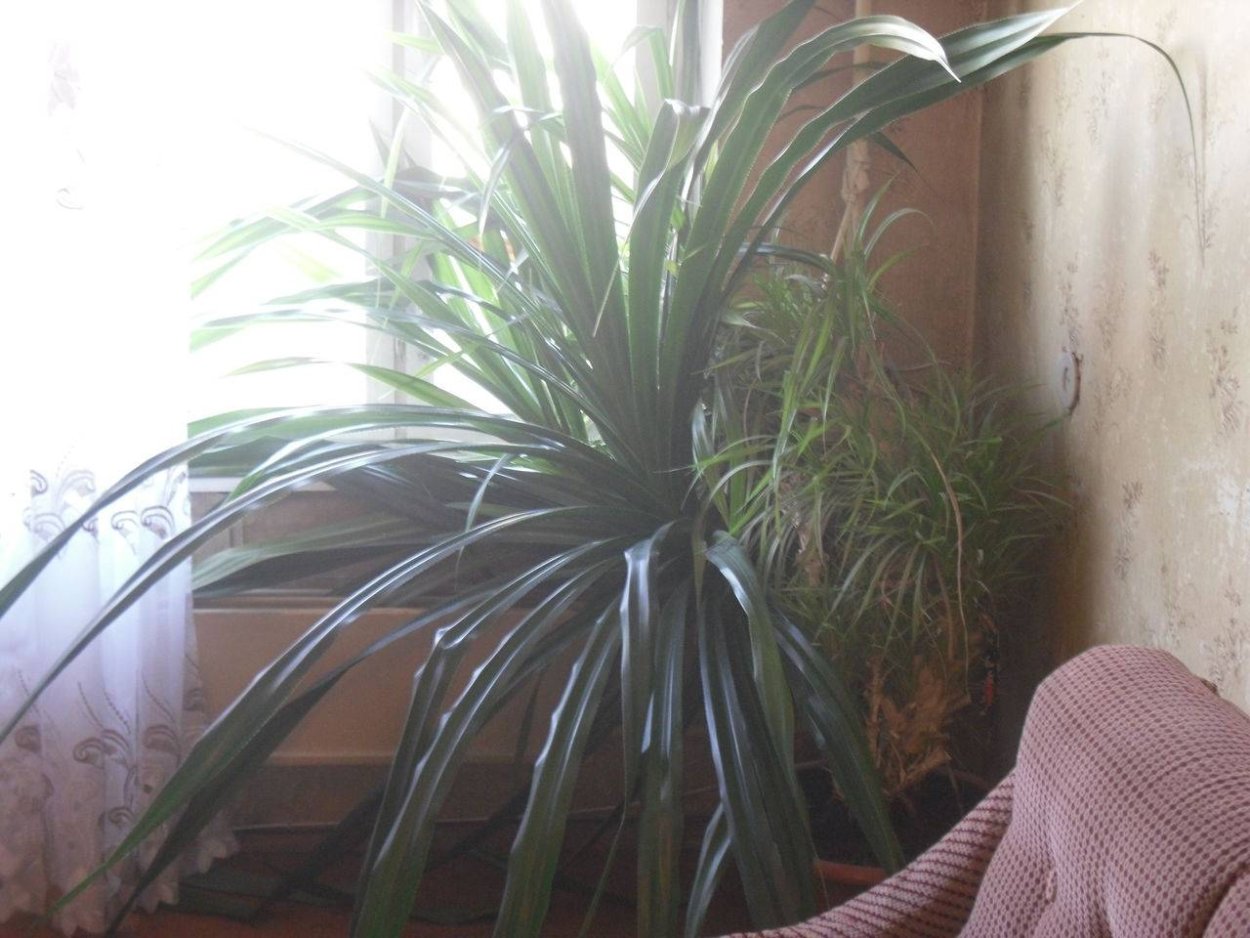 Панданус Утилис