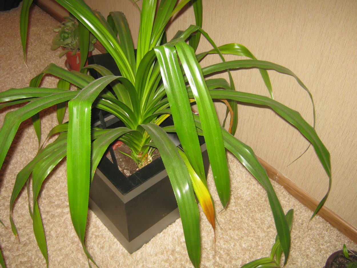 Растение панданус