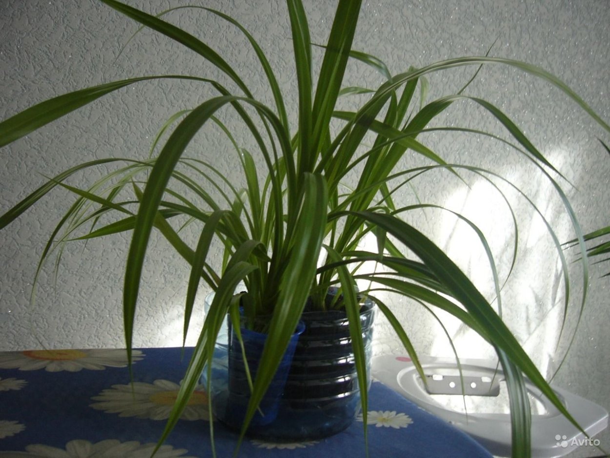 Панданус комнатный