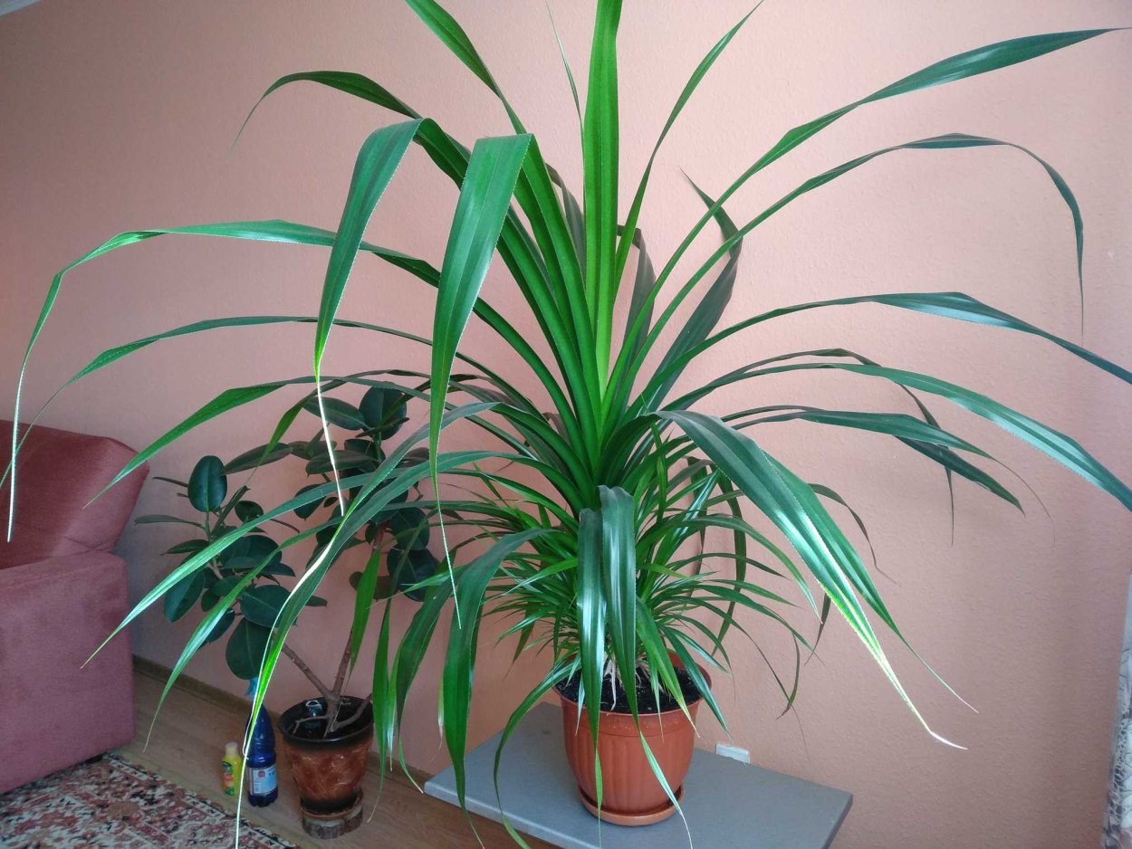 Панданус винтовая Пальма