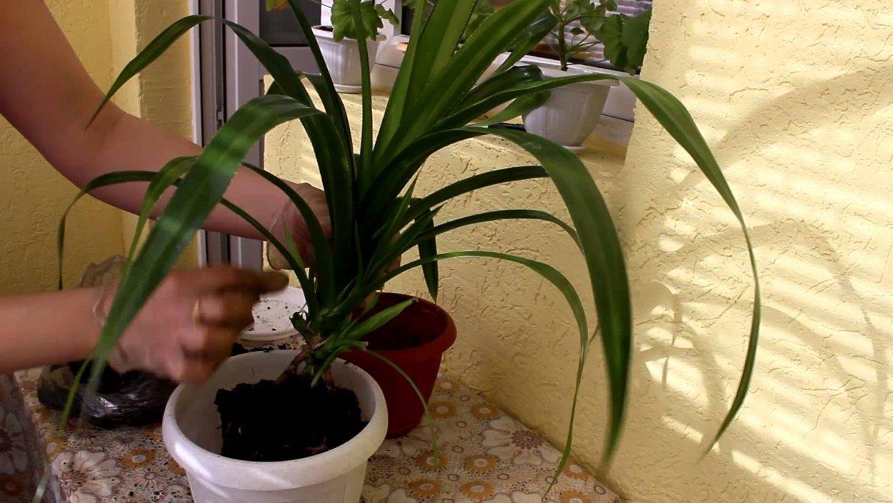 Панданус винтовая Пальма в природе