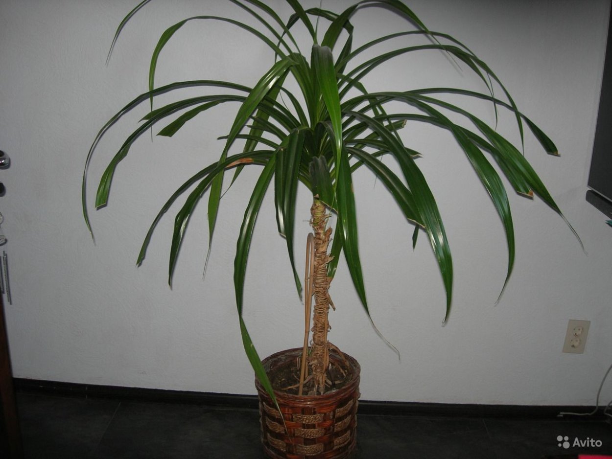 Юкка Драцена панданус