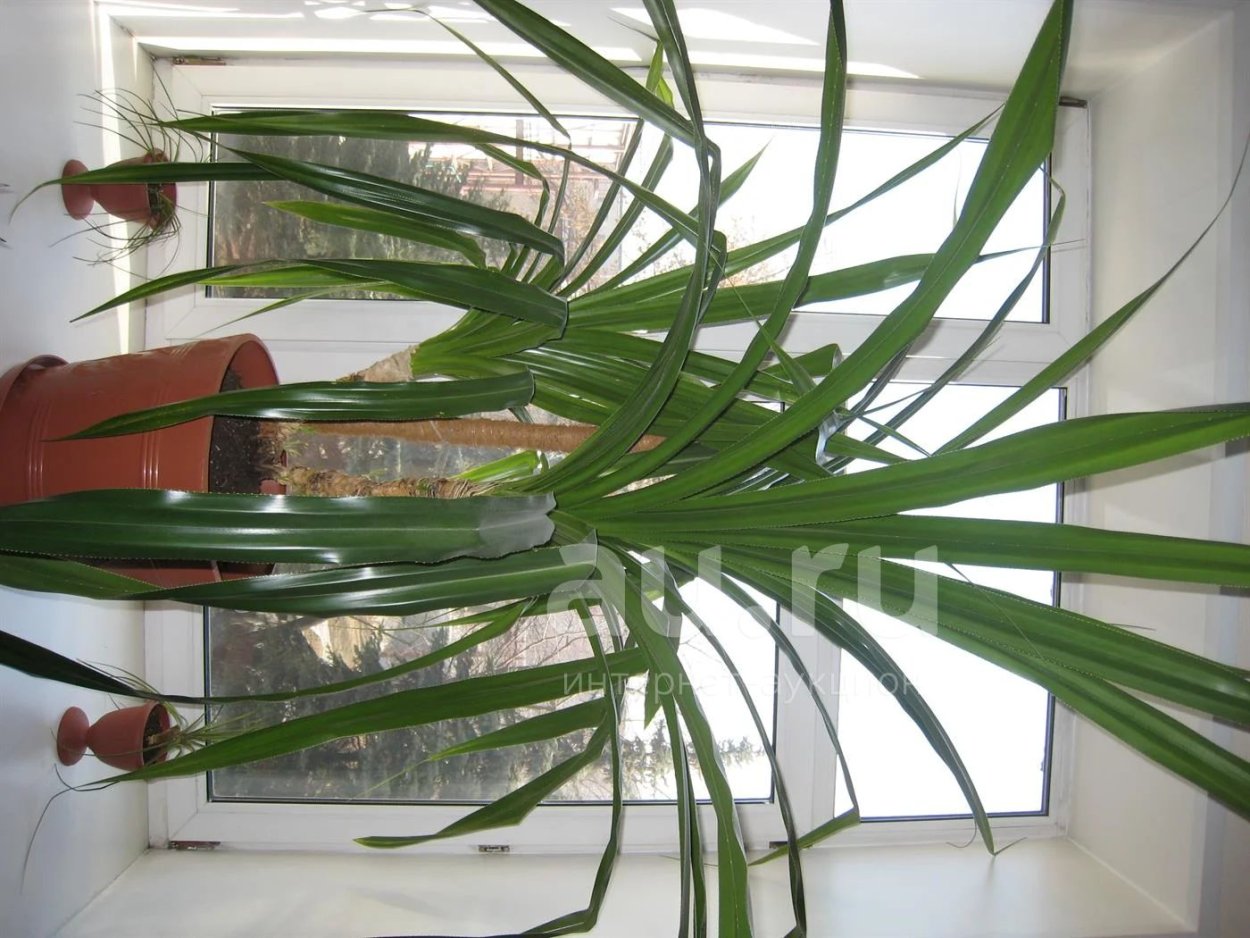 Pandanus odoratissimus