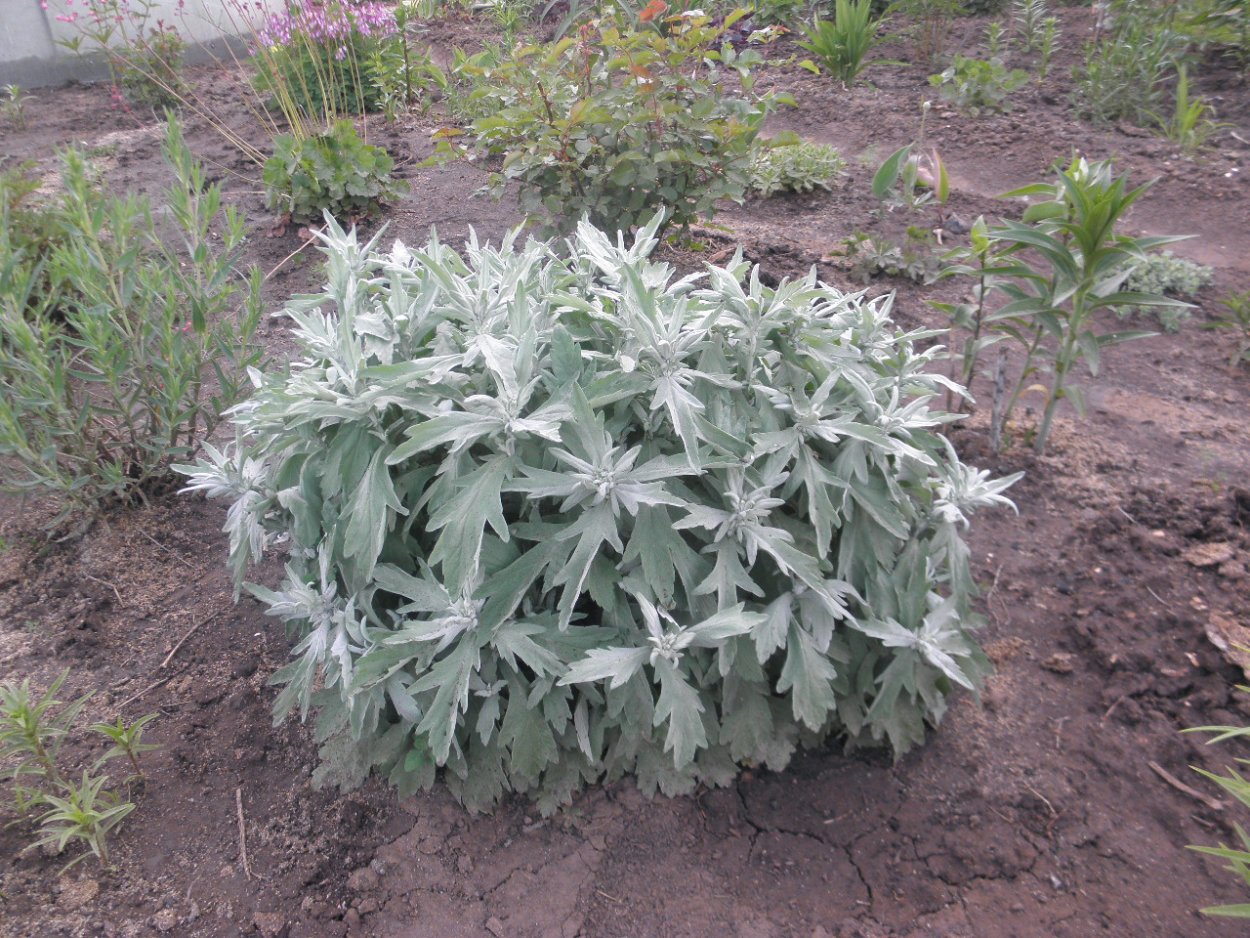 Полынь Людовика Шмидта