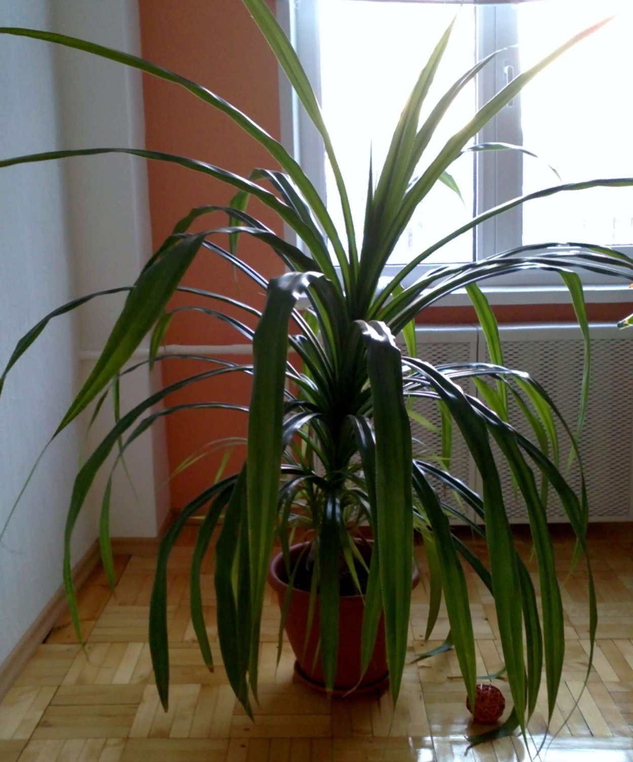 Панданус цветок отросток