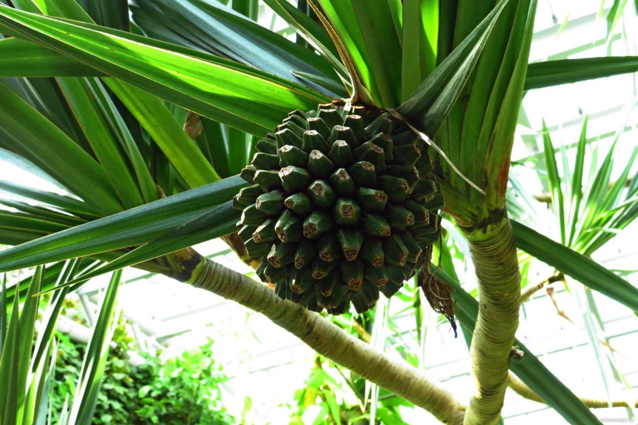 Пандан полезный Pandanus utilis