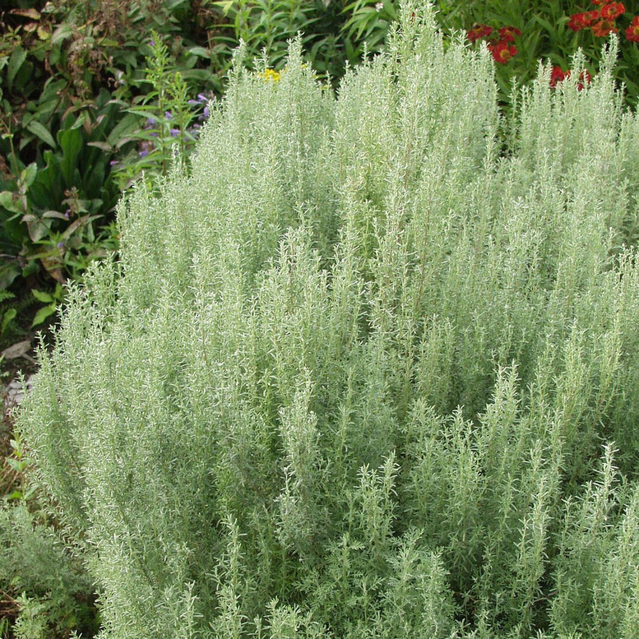 Полынь Шмидта Artemisia schmidtiana