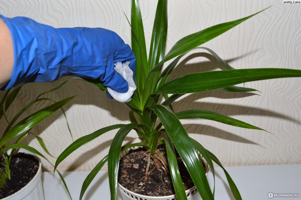 Хлорофитум панданус