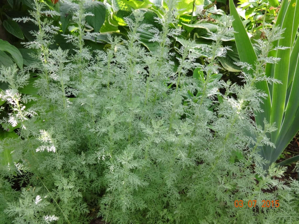 Полынь Садовая