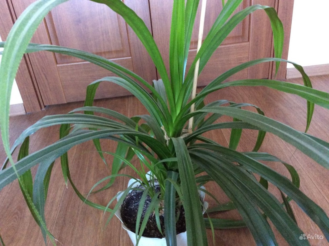 Хлорофитум панданус