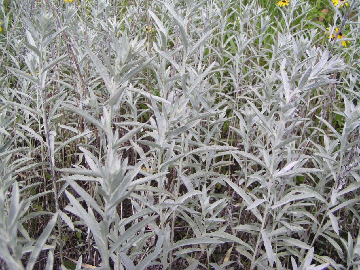 Полынь Людовика Силвер Квин