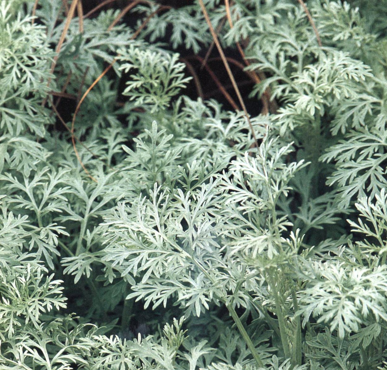 Полынь Artemisia arborescens Powis