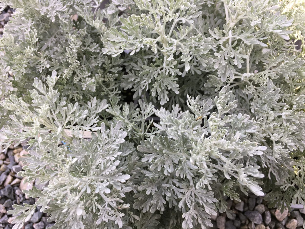 Полынь вечнозеленая