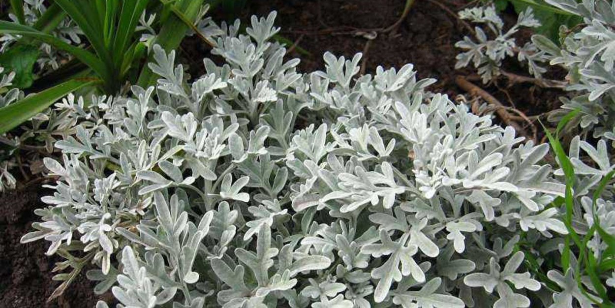 Полынь декоративная серебристая Шмидта