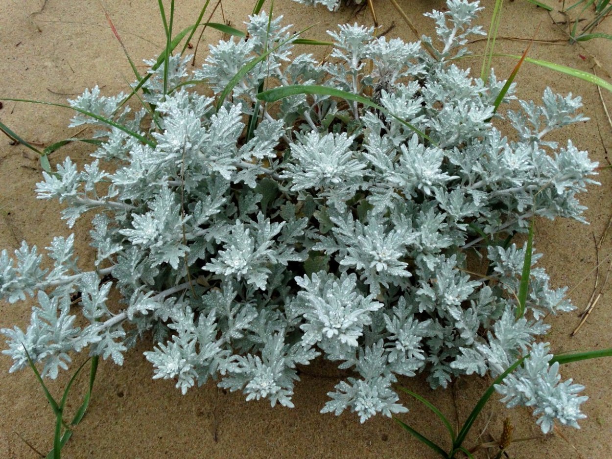 Цинерария Приморская cineraria maritima