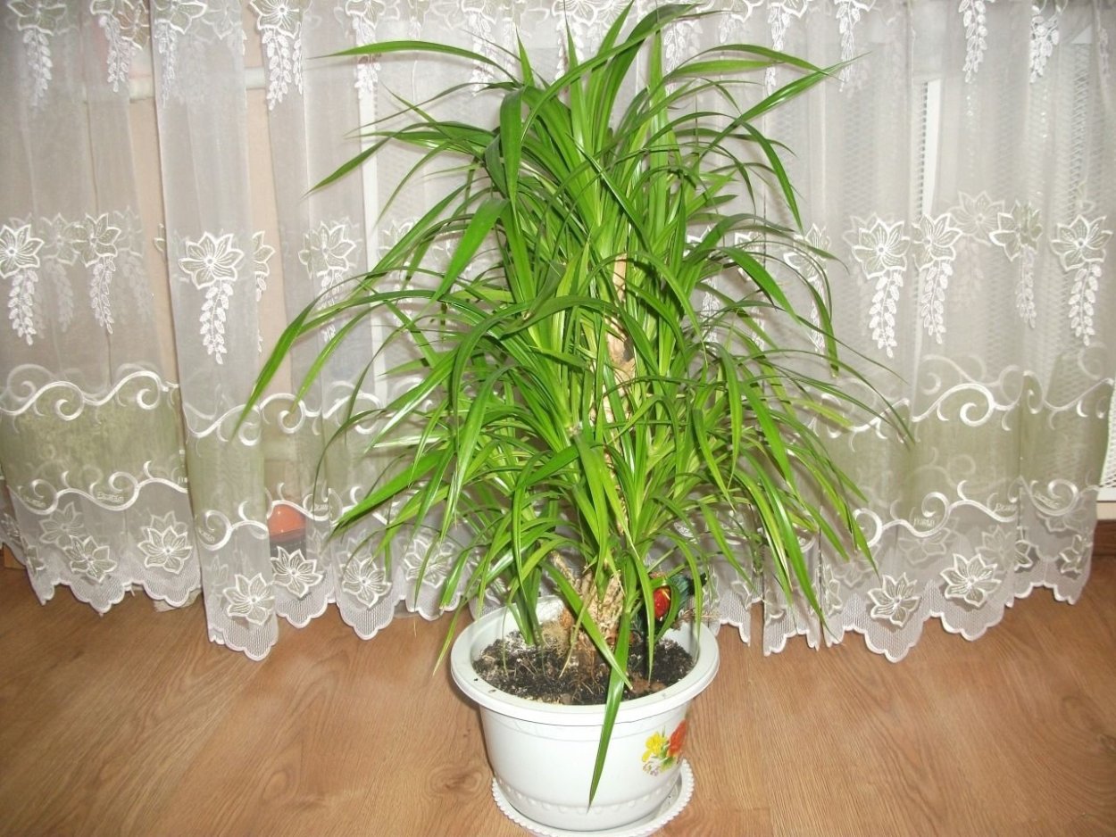 Пальма Арека трехтычинковая