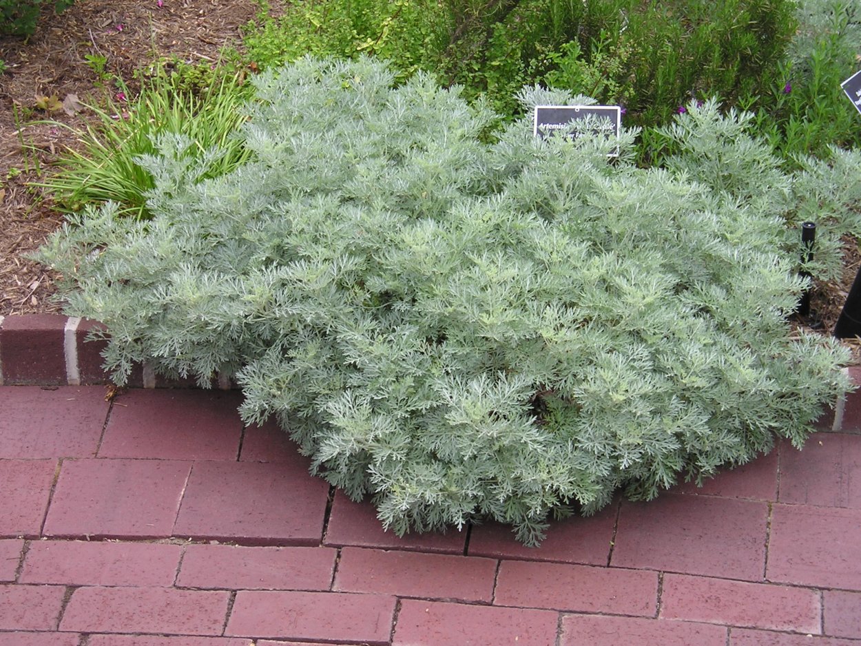 Полынь Шмидта Сильвер