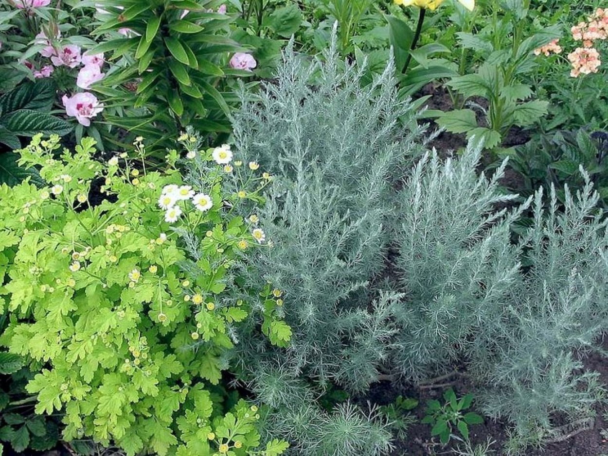 Полынь Людовика (Artemisia ludoviciana)