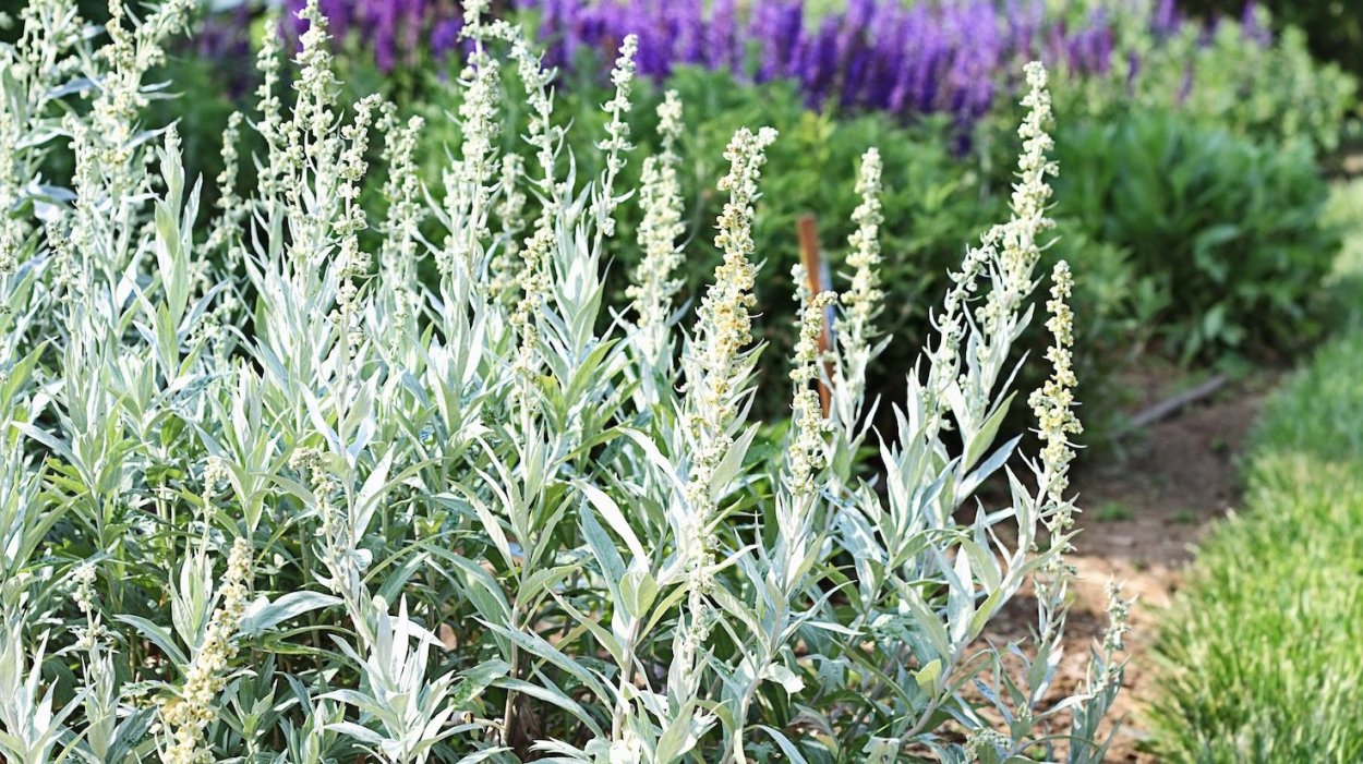 Полынь пурша (Artemisia purshiana)