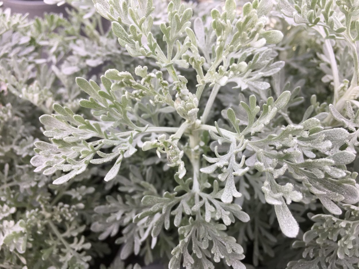 Артемизия растение Божье дерево