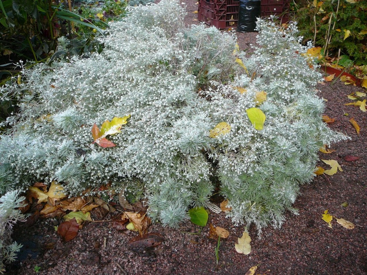 Полынь декоративная