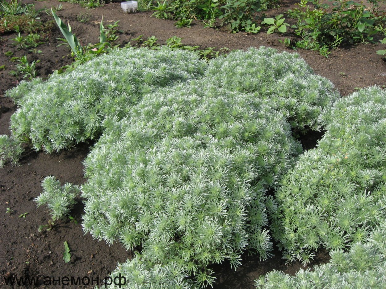 Пижма Гарадянова Tanacetum haradjanii
