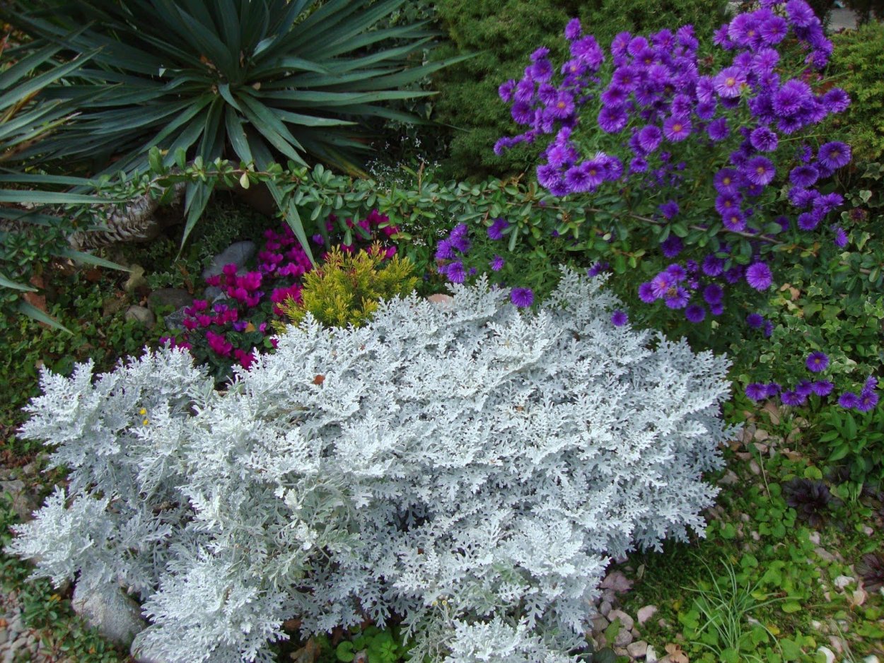 Полынь Стеллера Шмидта