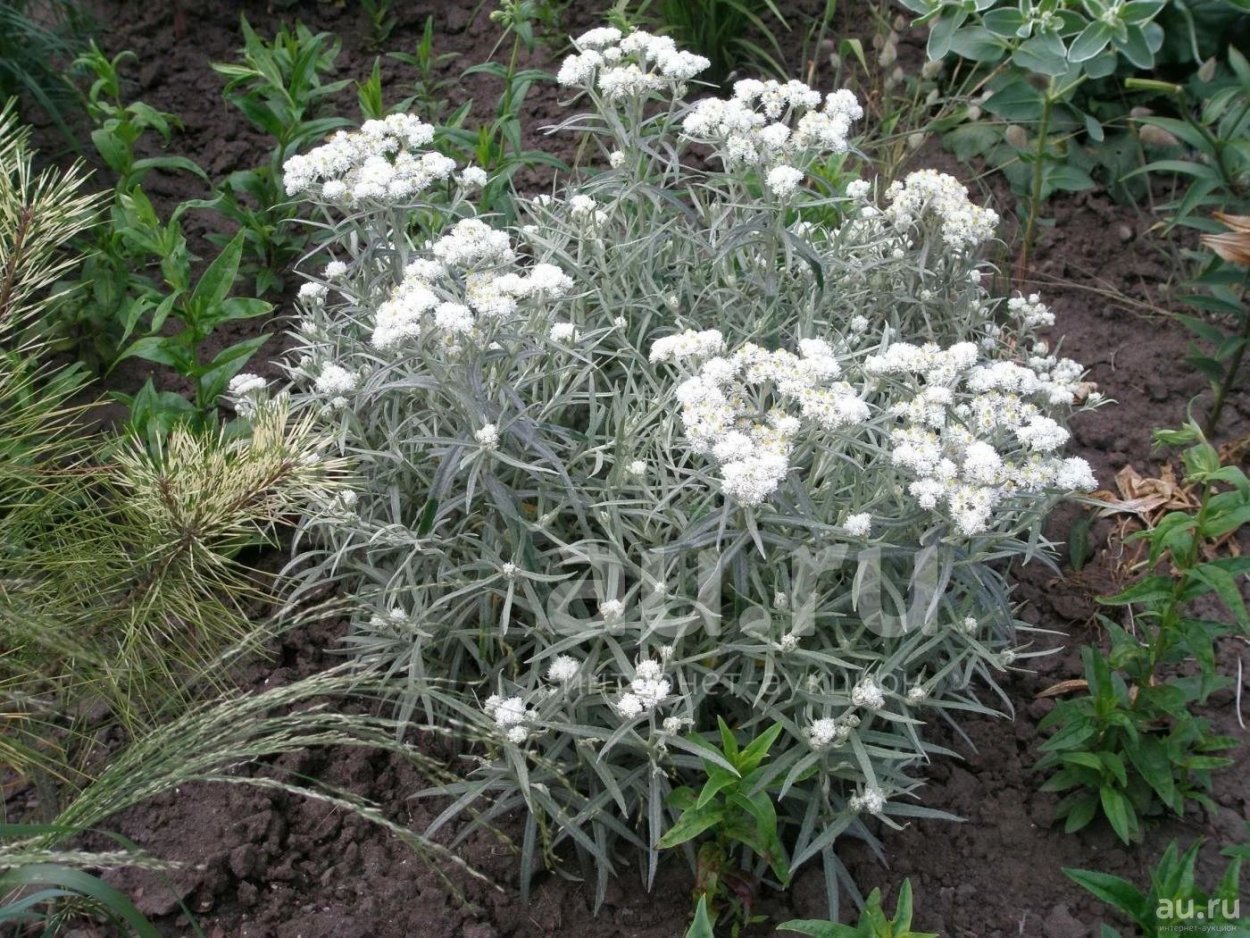 Полынь Кейзке