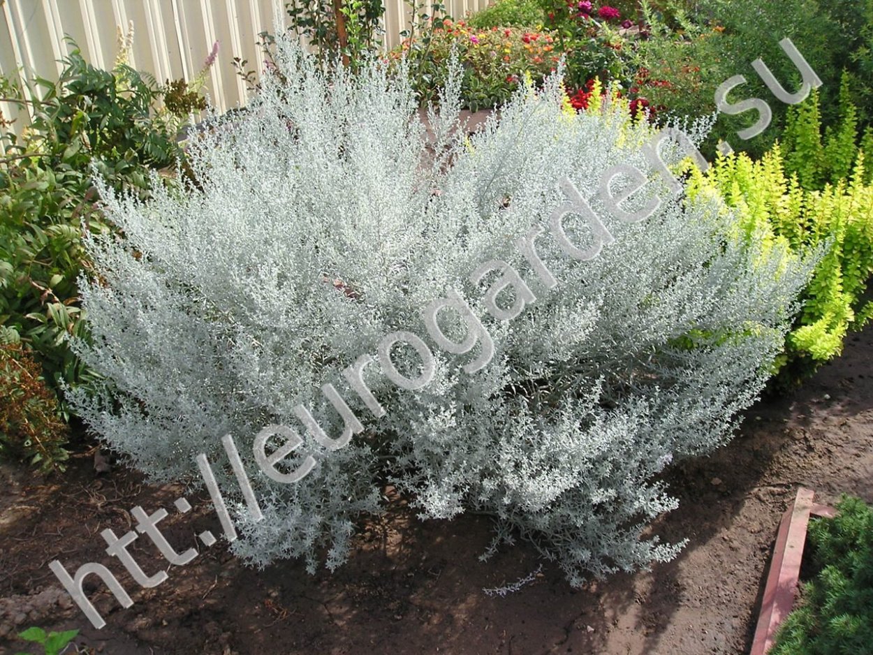 Полынь Artemisia stelleriana Silver Brocade