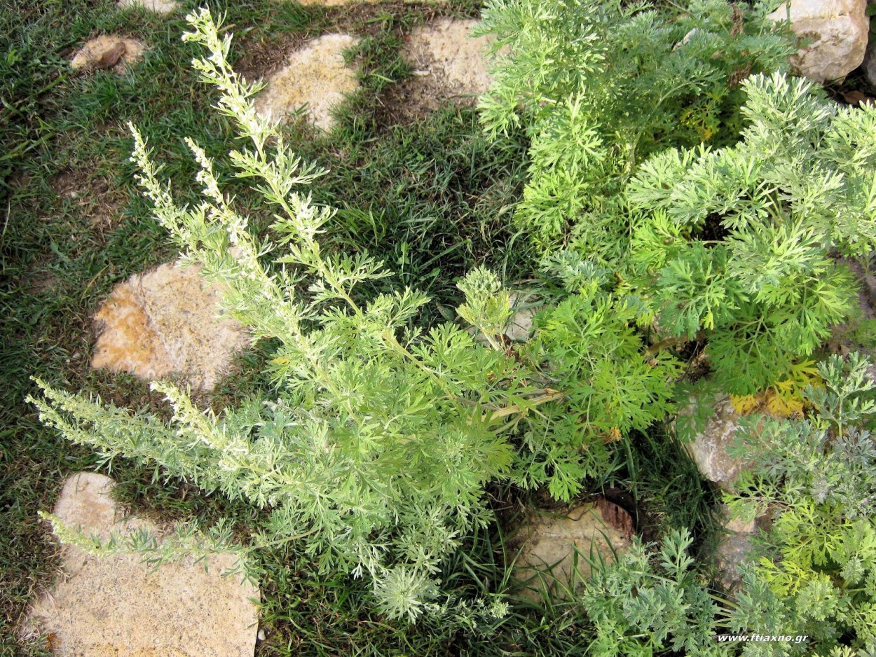 Древовидная Полынь Artemisia abrotanum