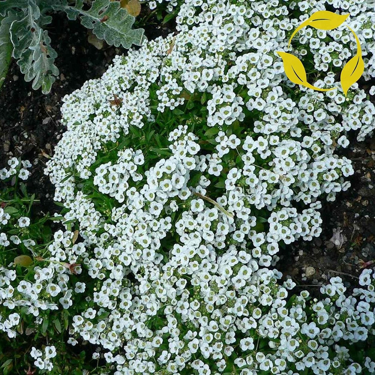Алиссум ползучий